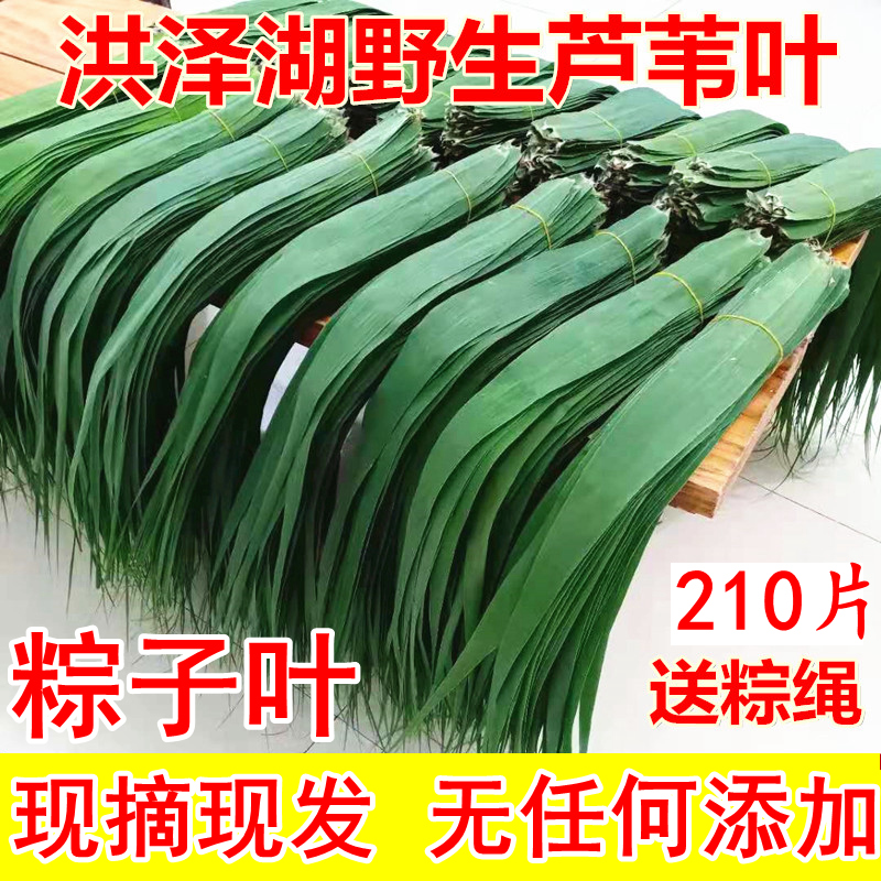现摘现发芦苇叶新鲜粽叶