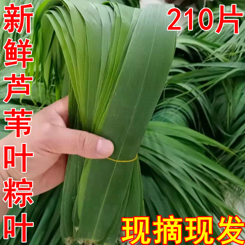 芦苇叶现摘现发送绳子