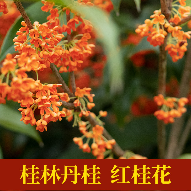 青罗坊丹桂花茶叶新鲜桂花干红桂花酒桂林特产泡酒蜂蜜500g包邮