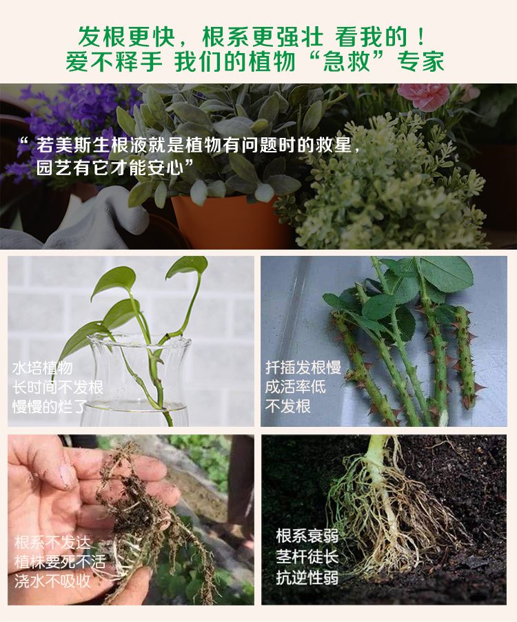 快速生根液植物通用强力生根粉扦插水培多肉药水营养液壮苗生根剂