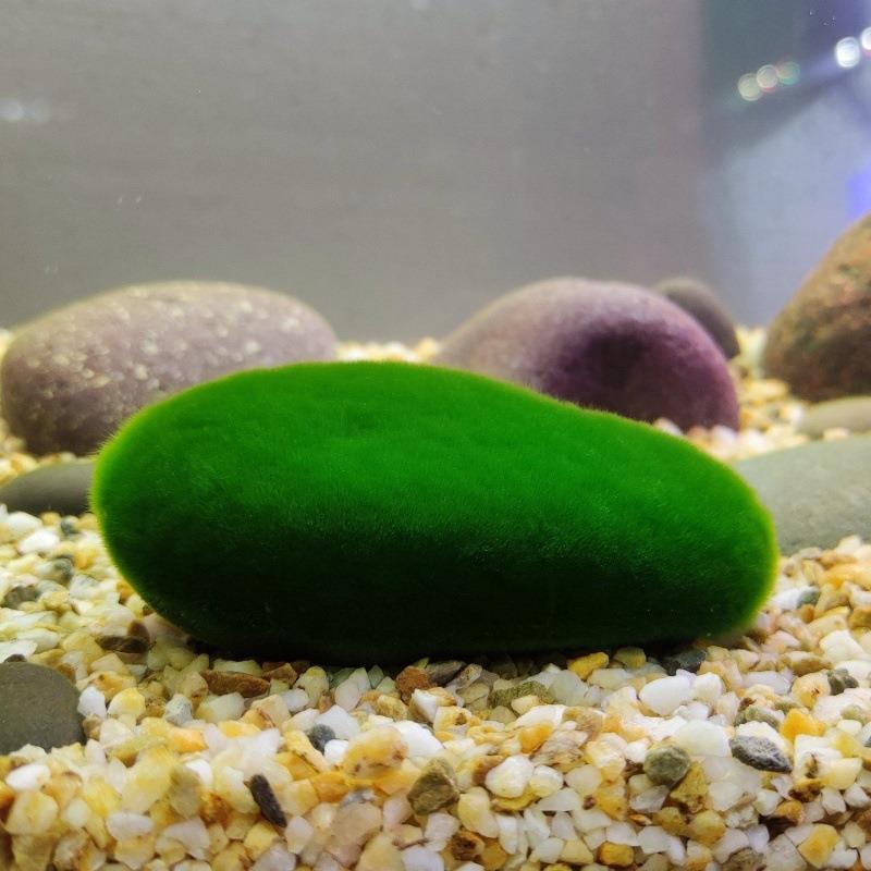 绿藻藻种短绒藻长绒藻藻石藻球绿藻苏虾藻鱼缸绿藻绿苔种水草净化