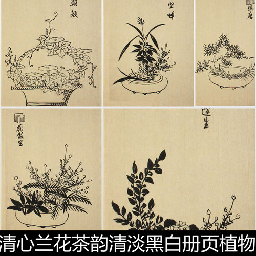 BUF雅致清心兰花茶韵清淡黑白册页植物盆景素材资料参考54 461MB