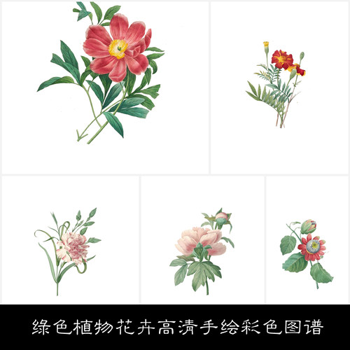 LA绿色植物花卉高清手绘彩色图谱PSD去背景素材资料参考50 229MB JPG+PSD格式