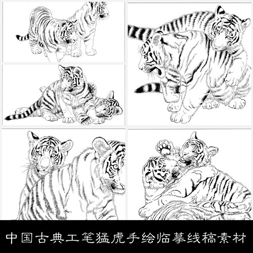NP中国古典工笔猛虎手绘临摹线稿素材图库虎46 116MB JPG格式