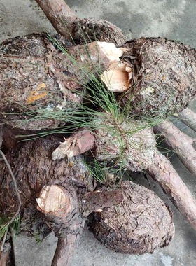 丛树瘤子松树盘龙木茶树怪树枝螺旋木疙瘩树异形树枝