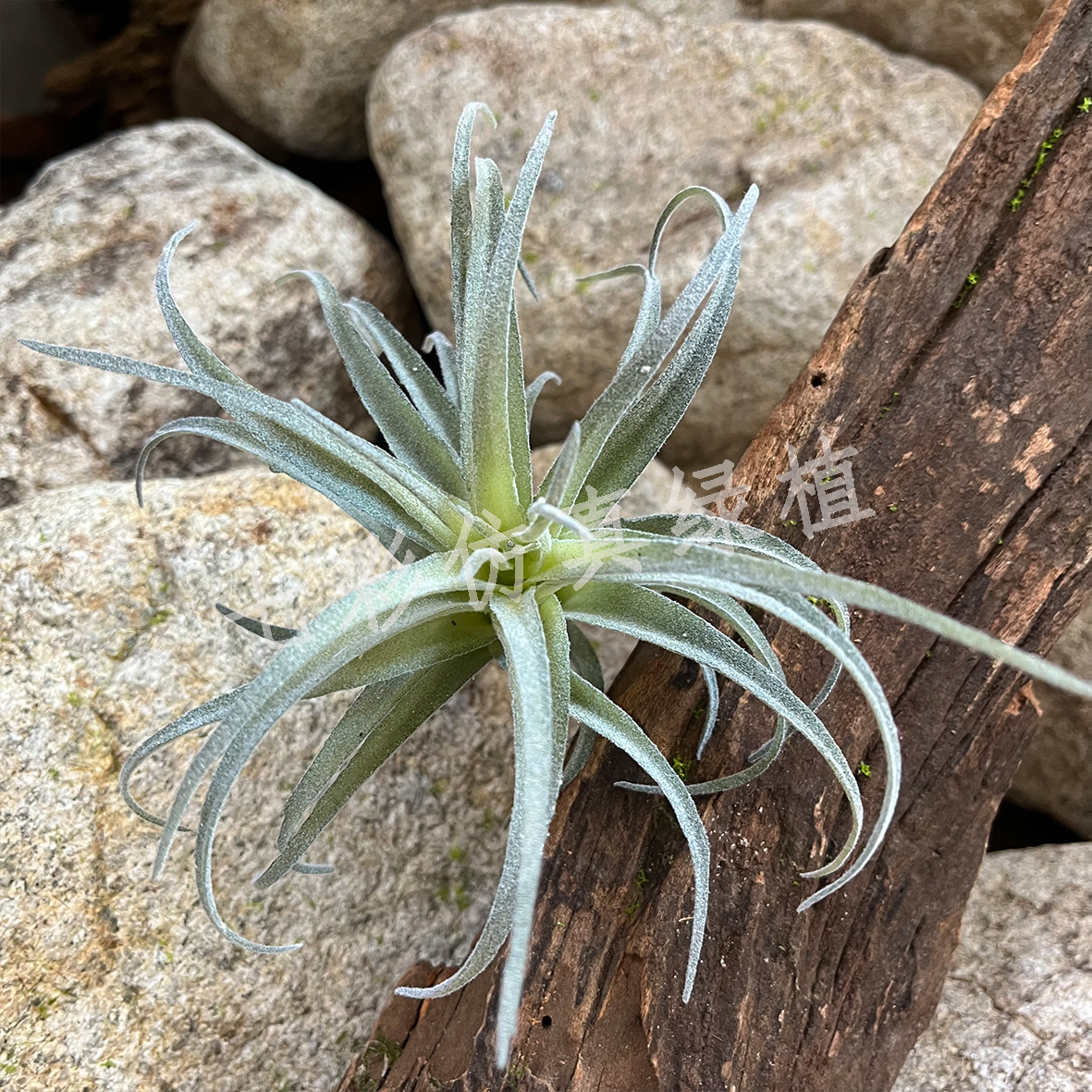 仿真植物鹿角蕨空气凤梨植毛工艺