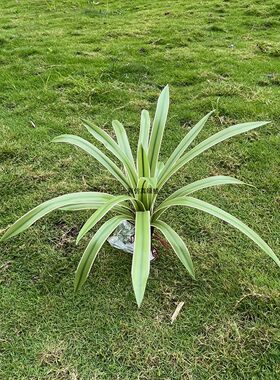 高仿真绿植精品白边兰花叶手感软胶塑料草室内造景装饰植物假花草