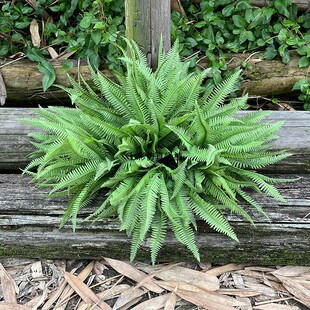 仿真绿植把束芒萁枝路萁室内造景装饰假花仿真花塑料蕨草蕨类植物