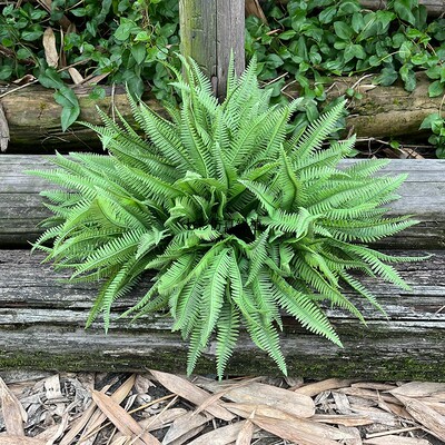 仿真绿植蕨类植物把束芒萁枝路萁