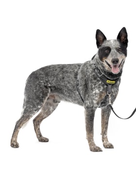 美国代购PetSafe Easy Walk Comfort Dog Harness 舒适狗牵引绳