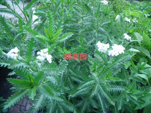 云南蓍西南蓍西洋蓍高山蓍欧蓍草白花蜈蚣草多叶锯草千叶蓍盆栽