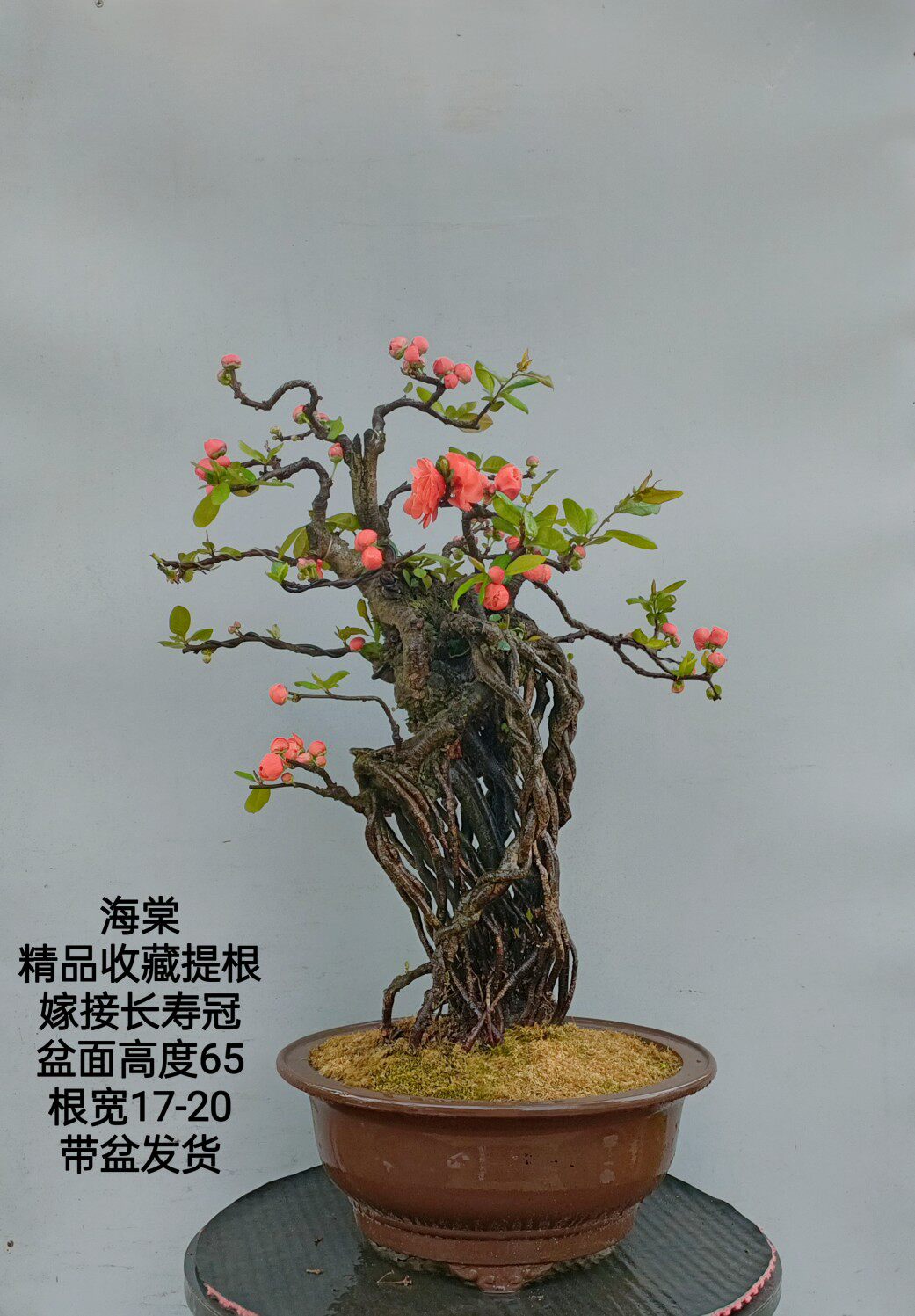 盆栽盆景贴梗海棠黄荆熟桩盆栽火棘桩庭院阳台植物包邮