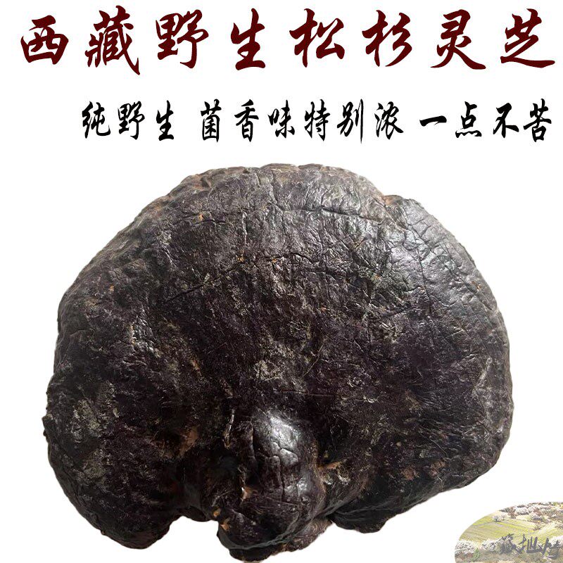 西藏直发 西藏林芝产野生松杉灵芝 500克 老松杉灵芝 松杉灵芝