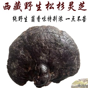 西藏直发 西藏林芝产野生松杉灵芝 500克 老松杉灵芝 松杉灵芝