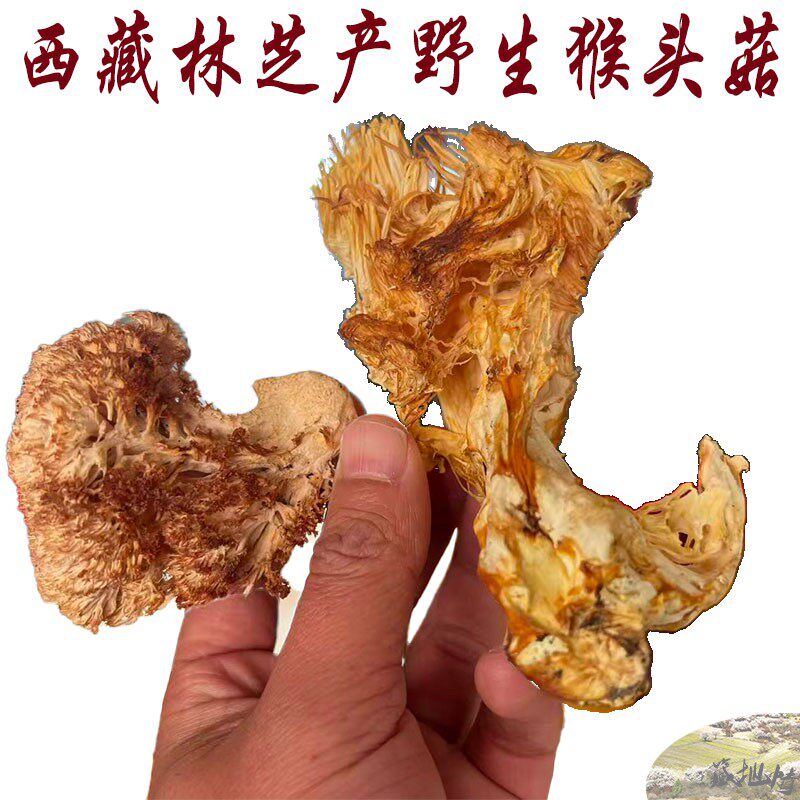 西藏直发100克包邮 西藏纯野猴头菇