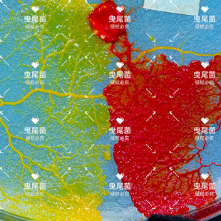 黏菌菌种菌核粘菌史莱小之微曳尾刚丝多头绒泡菌宠物小型好养活体