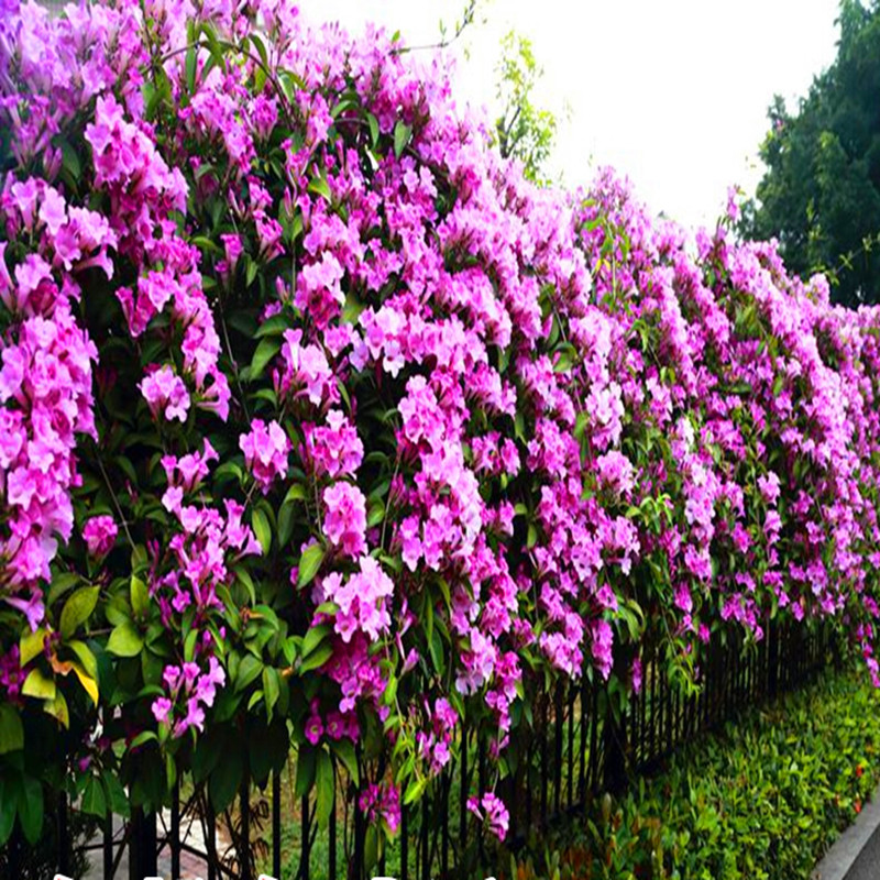 进口攀援植物蒜香藤紫铃藤苗