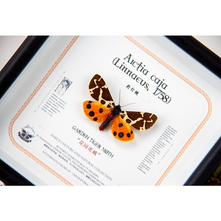 鳞翅秘境 太阳蛾标本手作装饰画客厅桌面摆件精美收藏礼物