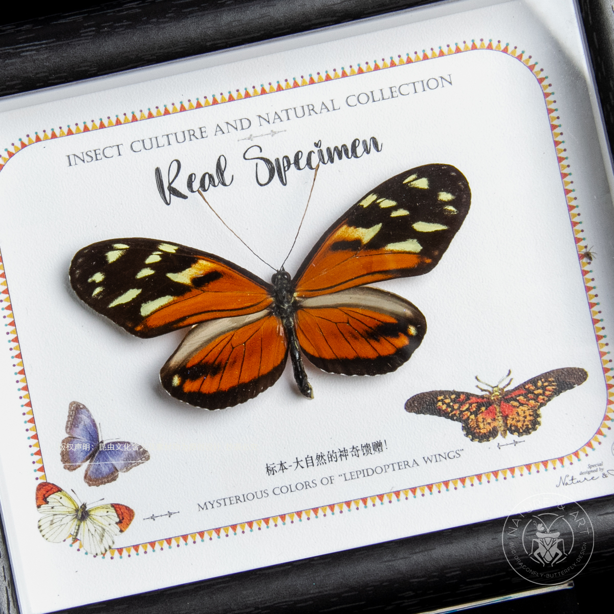 真蝴蝶标本装饰挂画桌面摆件