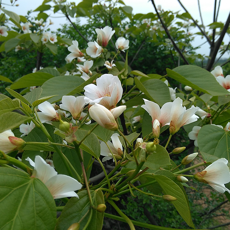 新鲜桐子树叶桐油野生现采桐树叶油桐树果花皮根苗桐树叶粑粑包邮