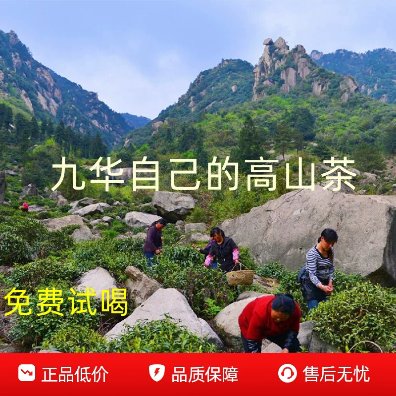 毛尖茶叶九华毛峰实惠