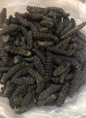 南海精选螺纹参黑刺参龙纹参