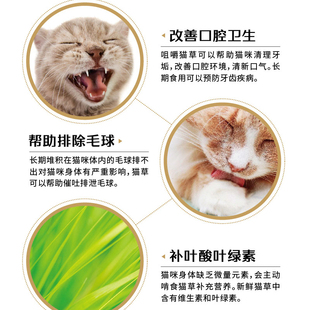 费 免邮 4盒 猫草种子猫零食去毛球化毛膏猫草种籽种植套装