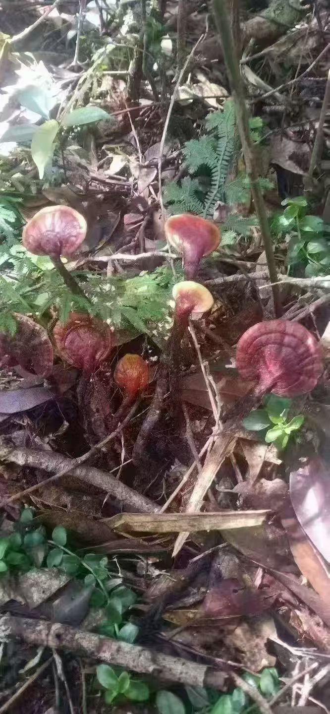 赤灵芝神农架林区 深山纯天然野生赤灵芝野生血灵芝林芝250克包邮