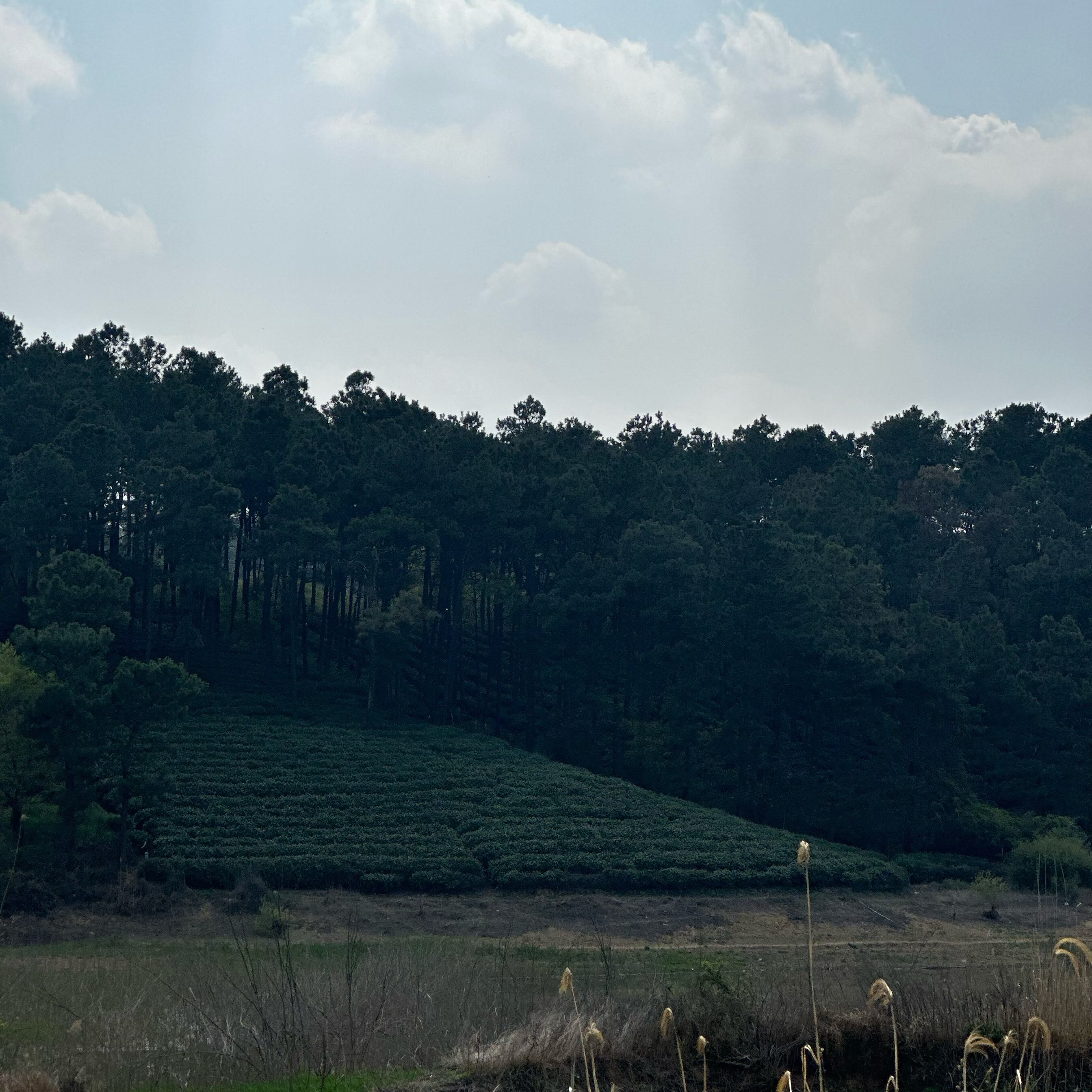 南京雨花茶陆郎黄龙岘核心区明前茶50克口粮茶自产茶一芽二叶绿茶