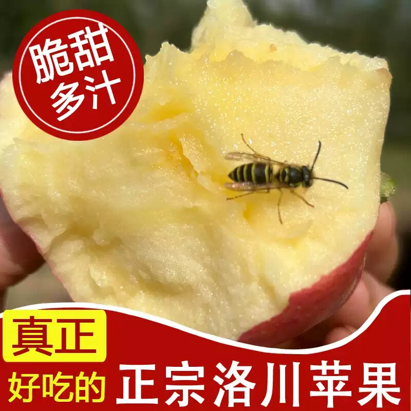 洛川红富士苹果脆甜多汁新果速发