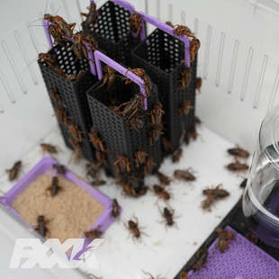 Fxxk原创设计蟋蟀饲养箱杜比亚饲养箱躲避巢穴食盆饮水器组合