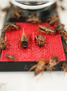 FXXK原创设计蟋蟀杜比亚昆虫饮水器