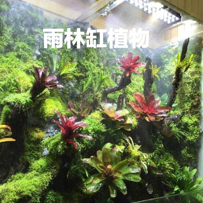 积水凤梨雨林生态造景植物