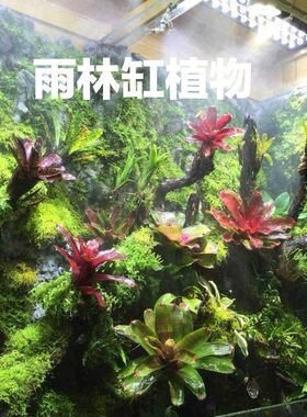 积水凤梨雨林生态造景植物