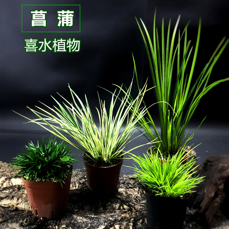 溪水新款植物菖蒲苔藓迷你盆栽造景假山吸水石有栖川黄金姬