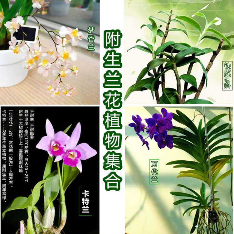 豆兰石斛,秋石斛兰(第3页)_大山谷图库