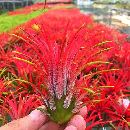 空气凤梨植物室内盆栽吸甲醛绿植