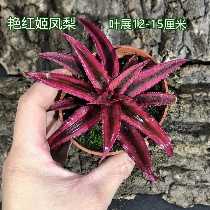 姬凤梨空气凤梨五彩积水凤梨懒人绿植