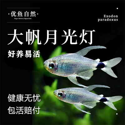 大帆月光灯灯科小型南美