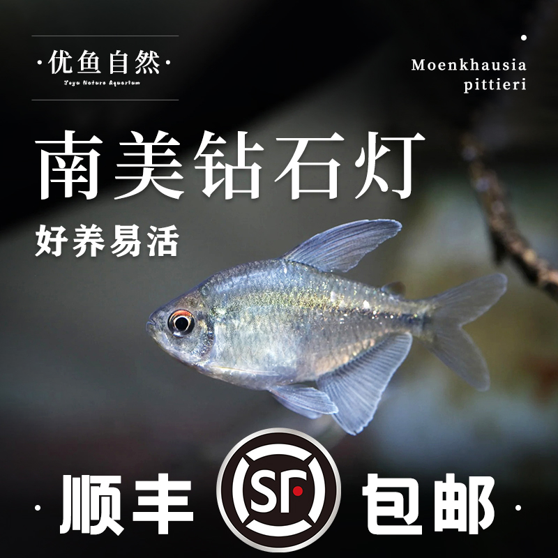 南美钻石灯热带观赏鱼灯科鱼闪光直线脂鲤南美进口小型淡水群游鱼