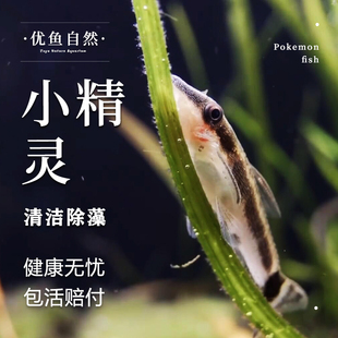 除藻小精灵鱼工具鱼清洁鱼黄金胡子鱼草缸清洁小型鱼活体观赏鱼