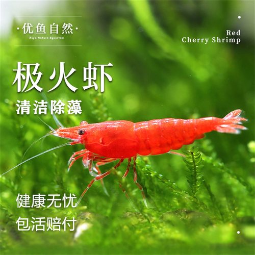 极火虾清洁虾大号抱卵