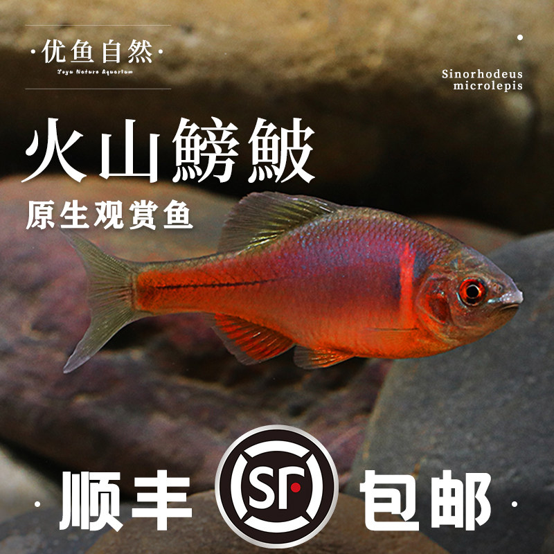西南火山鳑鲏鱼条纹小鲃鱼原生态冷水观赏鱼草缸群游不加温淡水鱼