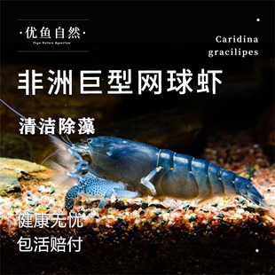 非洲巨型网球虾喀麦隆巨人盔甲蓝金刚温柔可混养鱼缸清洁虾除藻虾