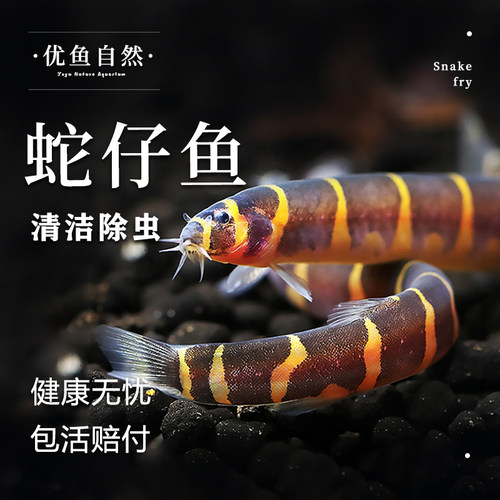 蛇仔鱼苦力残渣底层清道夫泥鳅
