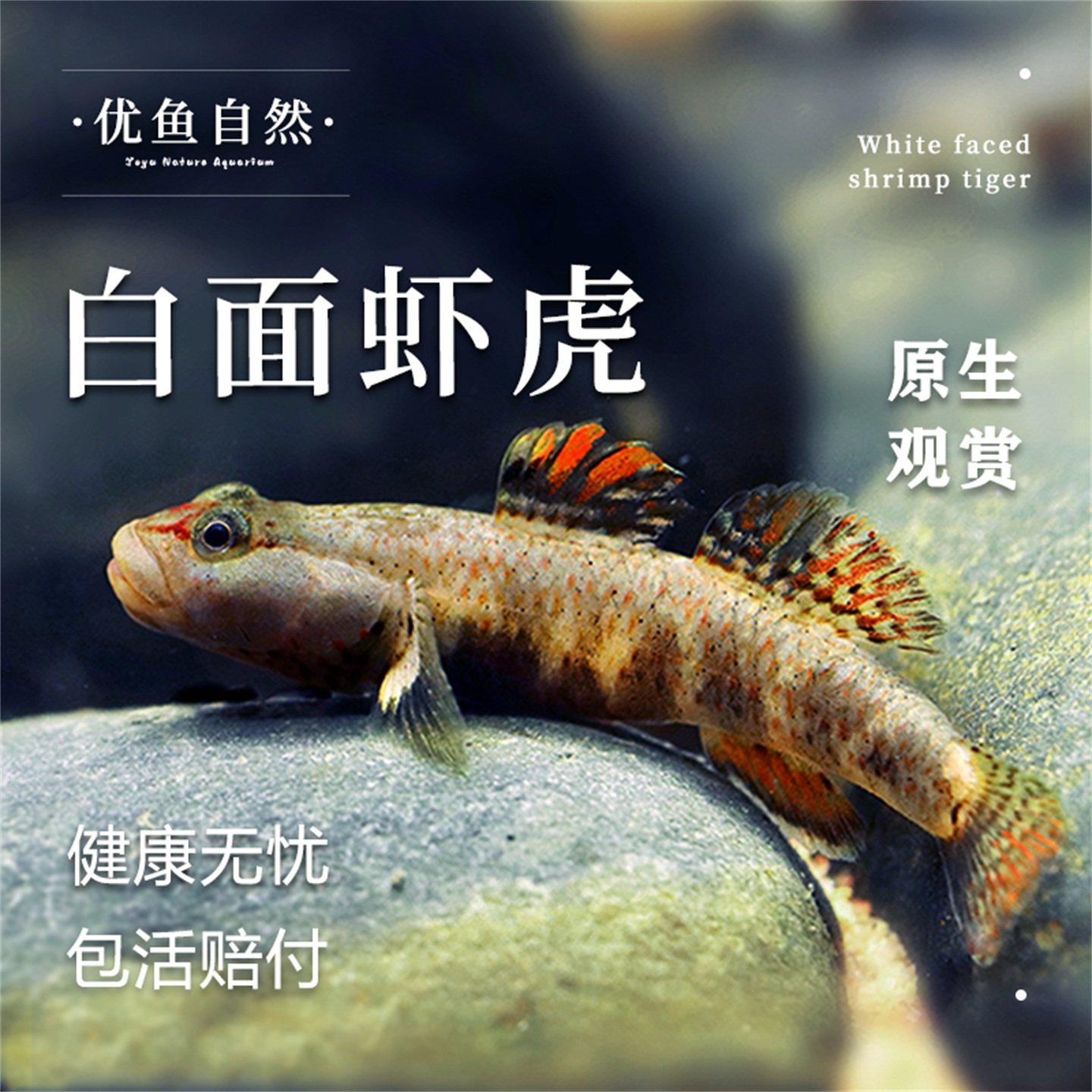 练手原生观赏鱼白面虾虎溪吻虾好养耐活虾虎鱼冷水鱼活体小型鱼,宠物/宠物食品及用品,鱼,淘宝优惠券,粉丝福利购,淘宝优惠卷