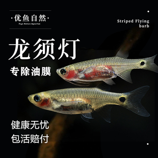 龙须灯鱼龙须凤眼灯小龙鱼吃除油膜热带工具鱼淡水上层观赏鱼活体