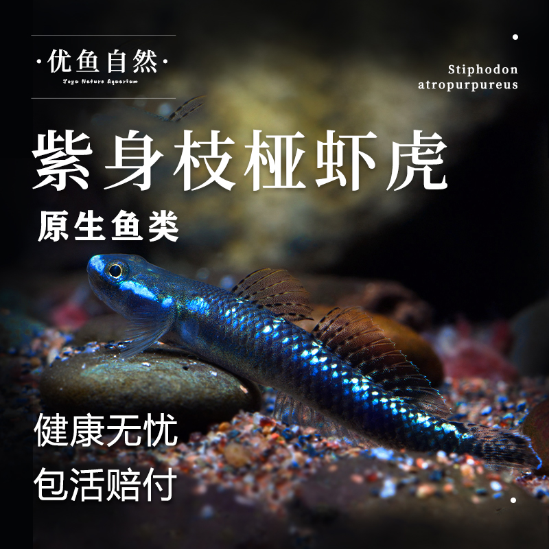 紫身枝桠虾虎原生虾虎鱼除藻素食清洁鱼缸冷水饲养淡水小型鱼