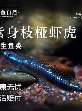 紫身枝桠虾虎原生虾虎鱼除藻素食清洁鱼缸冷水饲养淡水小型鱼