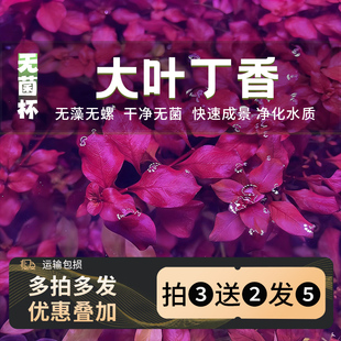 无菌杯大叶丁香水草前中后景草鱼缸草缸造景专用草坪无菌水草